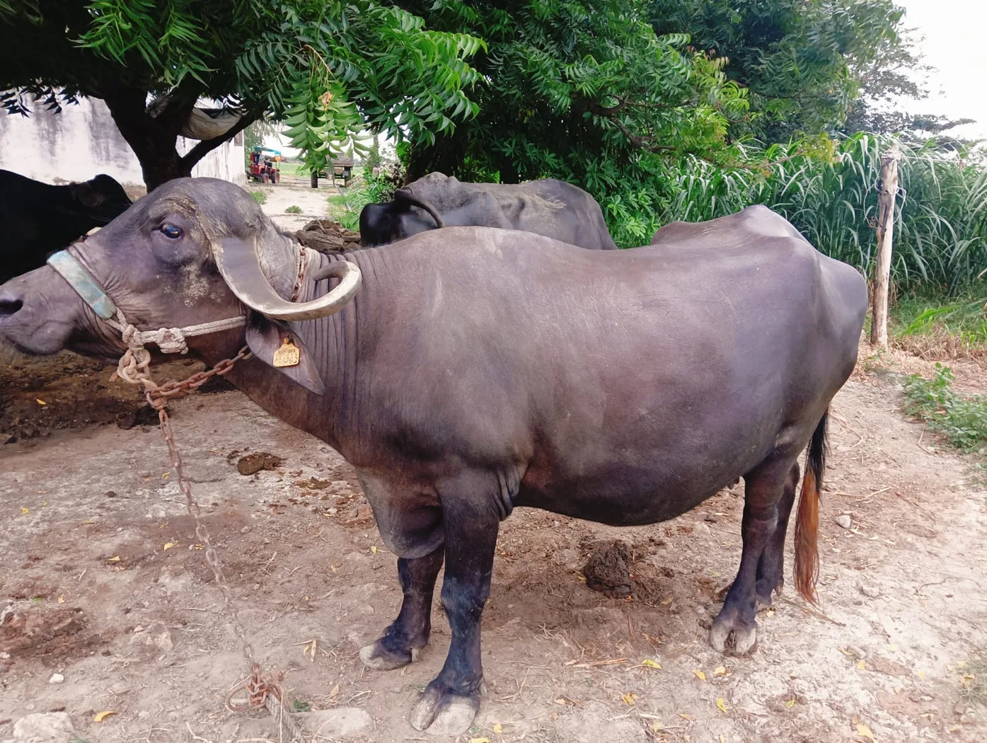 Jafarabadi Buffalo J0452 in  GUJARAT