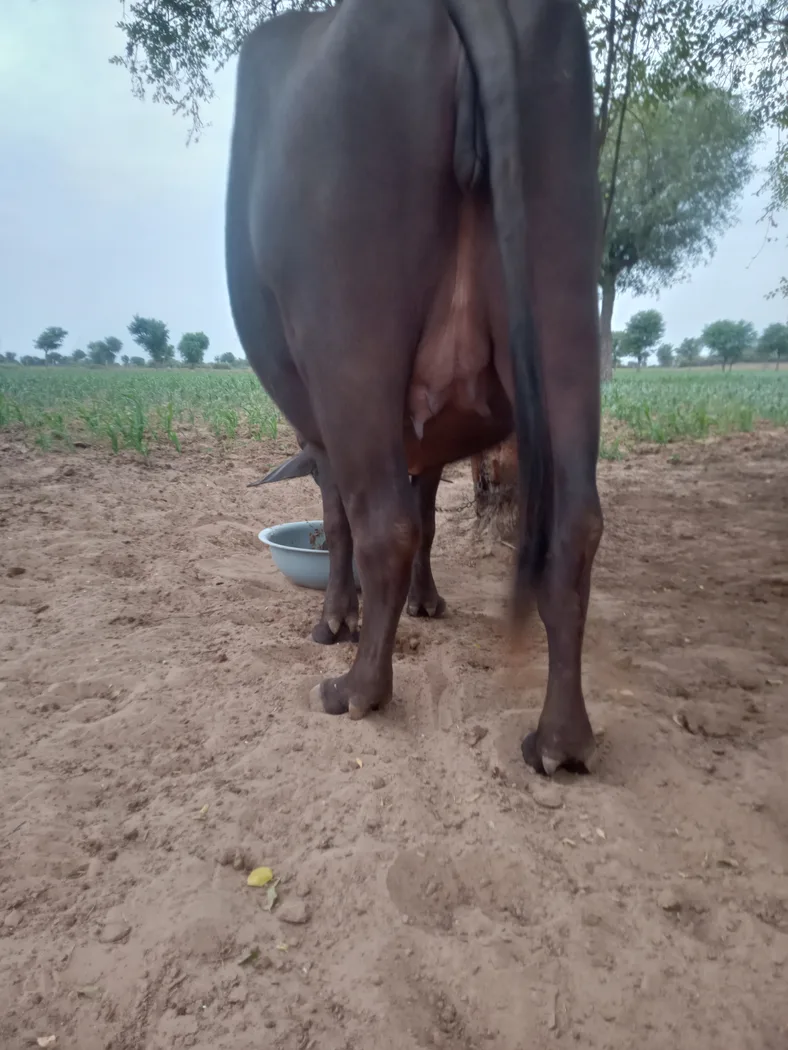Murrah Buffalo in  RAJASTHAN