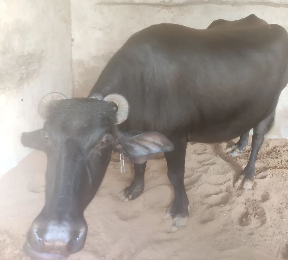 Others Buffalo in  HARYANA