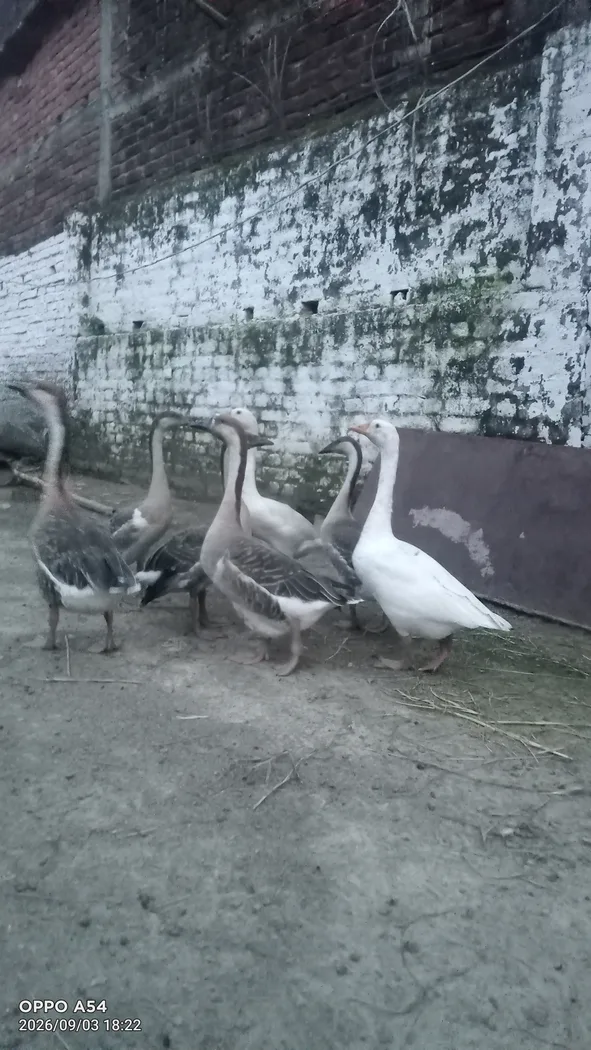 Others Others in  BIHAR