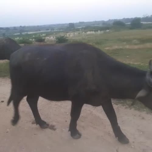Desi Pada O0941 in  JHARKHAND