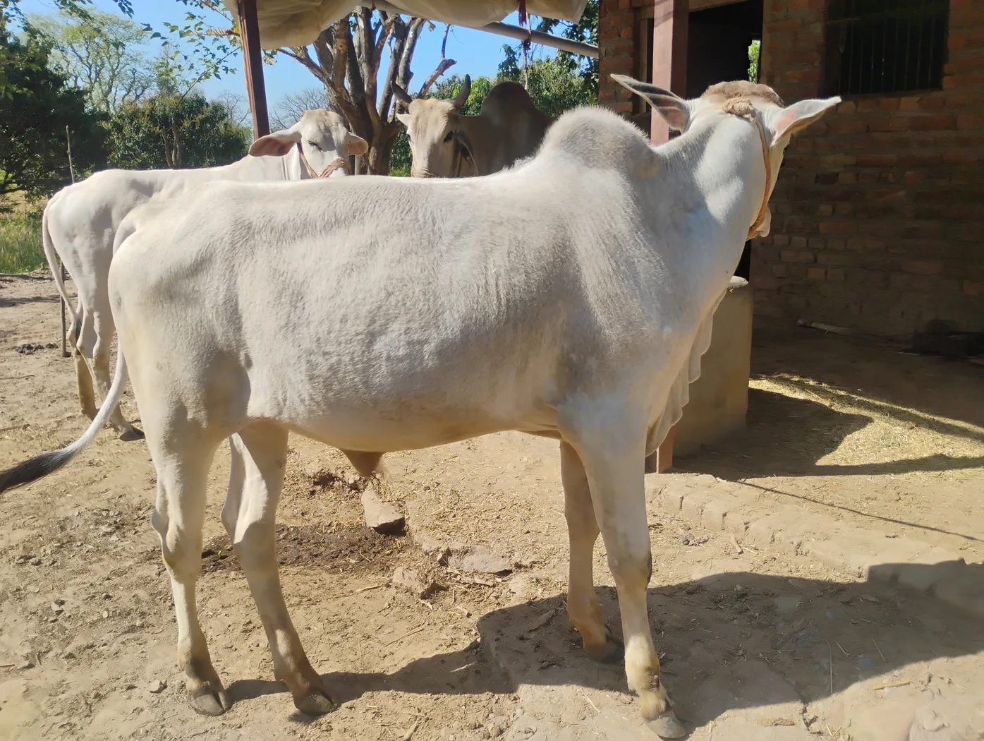 Haryana Ox O0833 in  HIMACHAL PRADESH