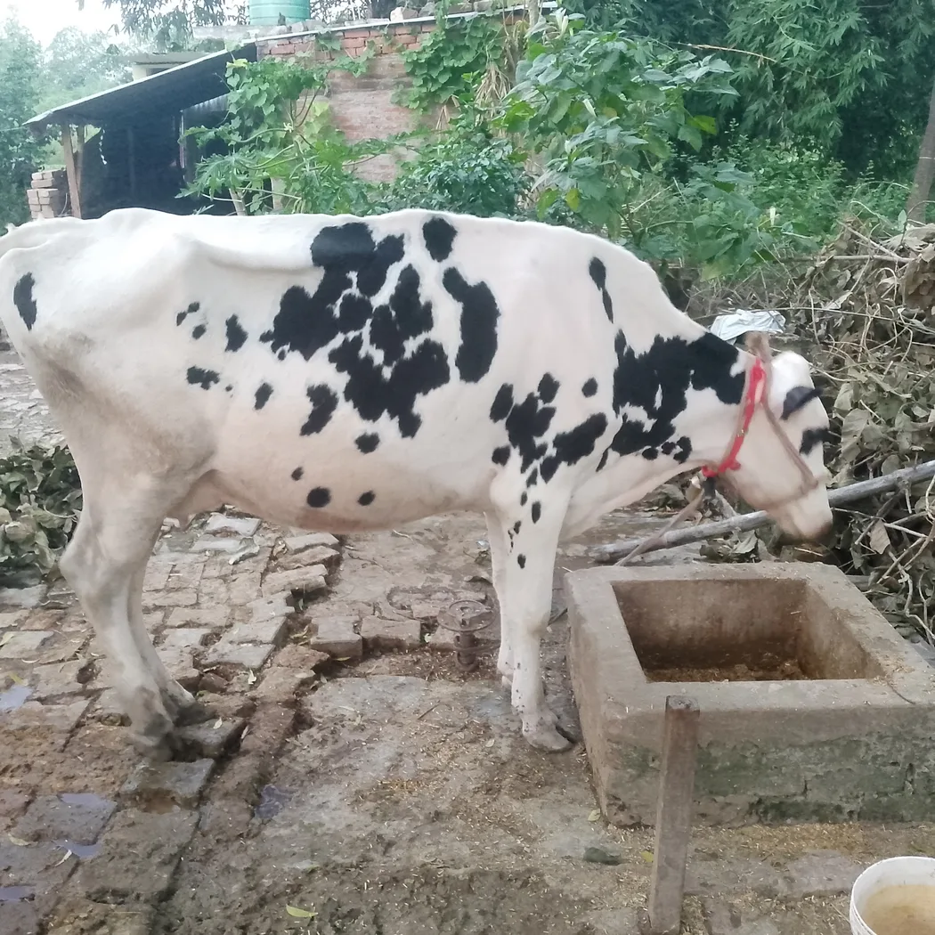 HF Cow H3362 in  UTTAR PRADESH