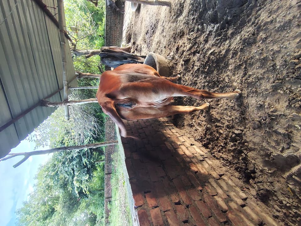 Sindhi Cow in  UTTAR PRADESH