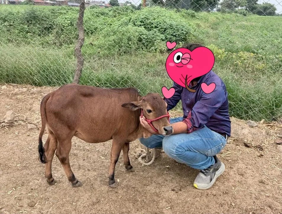 Punganur  Heifer Cow P0217 in  MAHARASHTRA