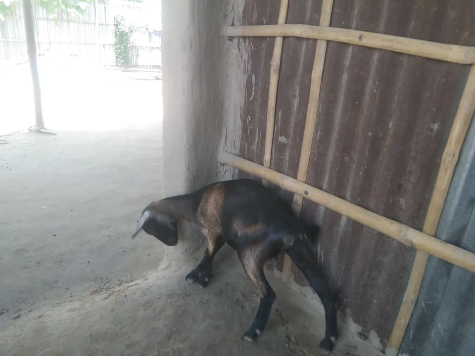 Black Bengal Goat B0088 in  BIHAR