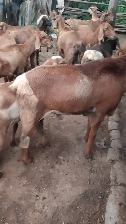 Sindhanoor Sheep S0209 in  TELANGANA