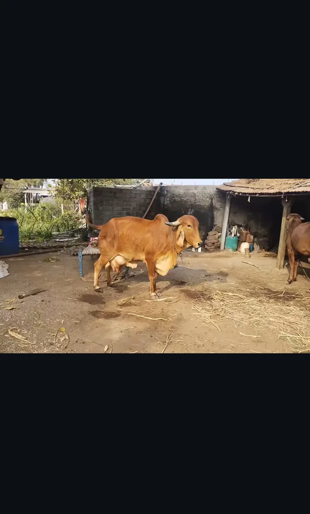 Gir Cow G2156 in  GUJARAT