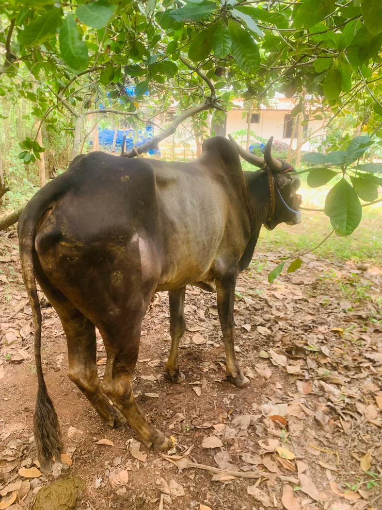 Others Cow in  KERALA