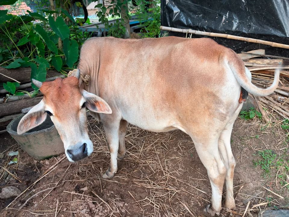 Others Cow in  WEST BENGAL