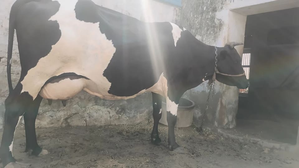 HF Cow in  RAJASTHAN