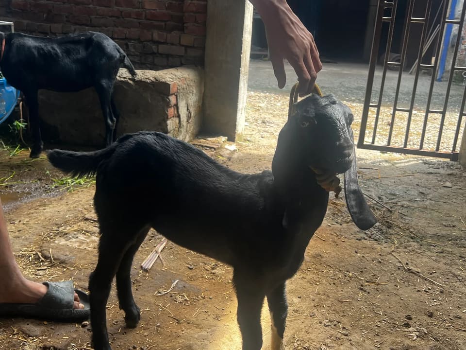 Beetal Goat in  PUNJAB