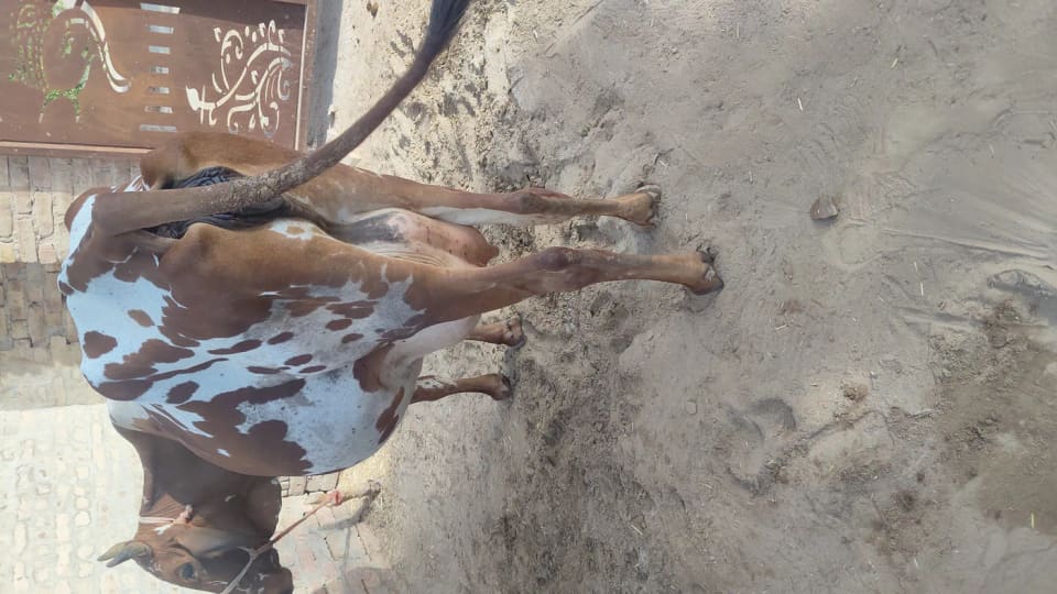 Rathi Cow in  RAJASTHAN