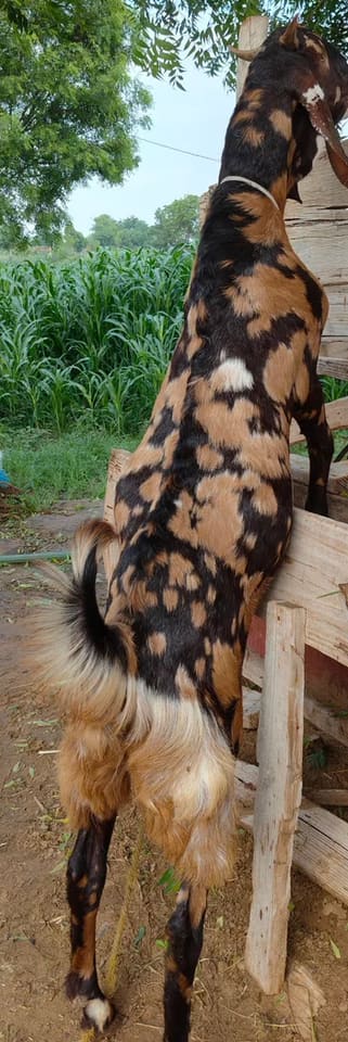 Gujri Goat in  RAJASTHAN