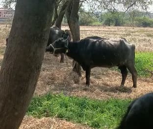 Murrah Buffalo O0669 in  TELANGANA