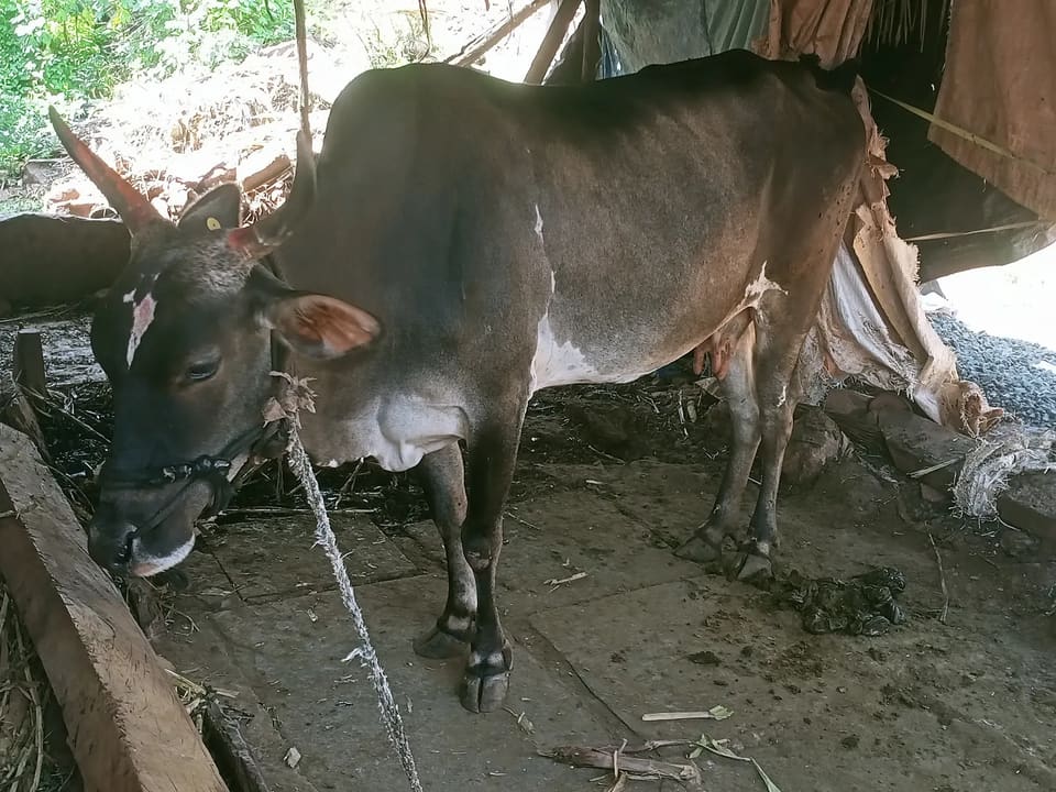 Jersey Cow J1612 in  KARNATAKA