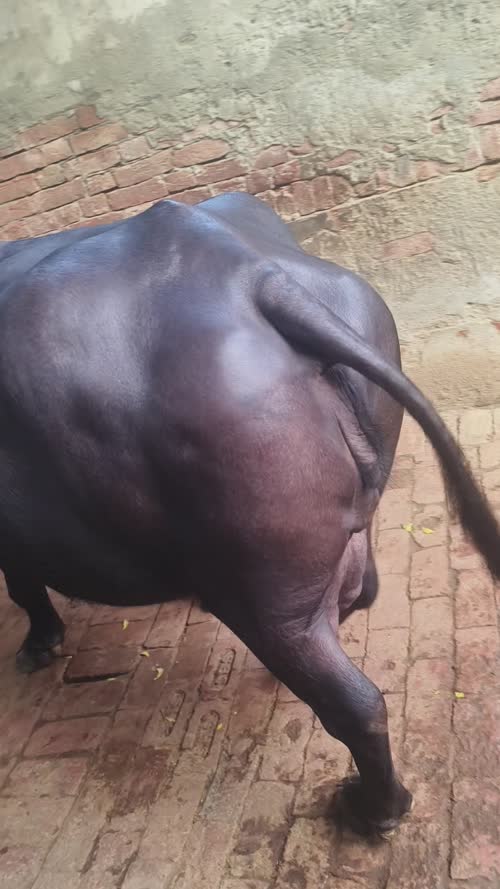 Mzlsk Buffalo O0657 in  UTTAR PRADESH