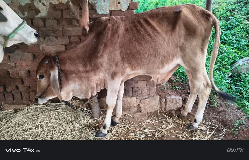 साहिवाल Ox O0899 in  MADHYA PRADESH
