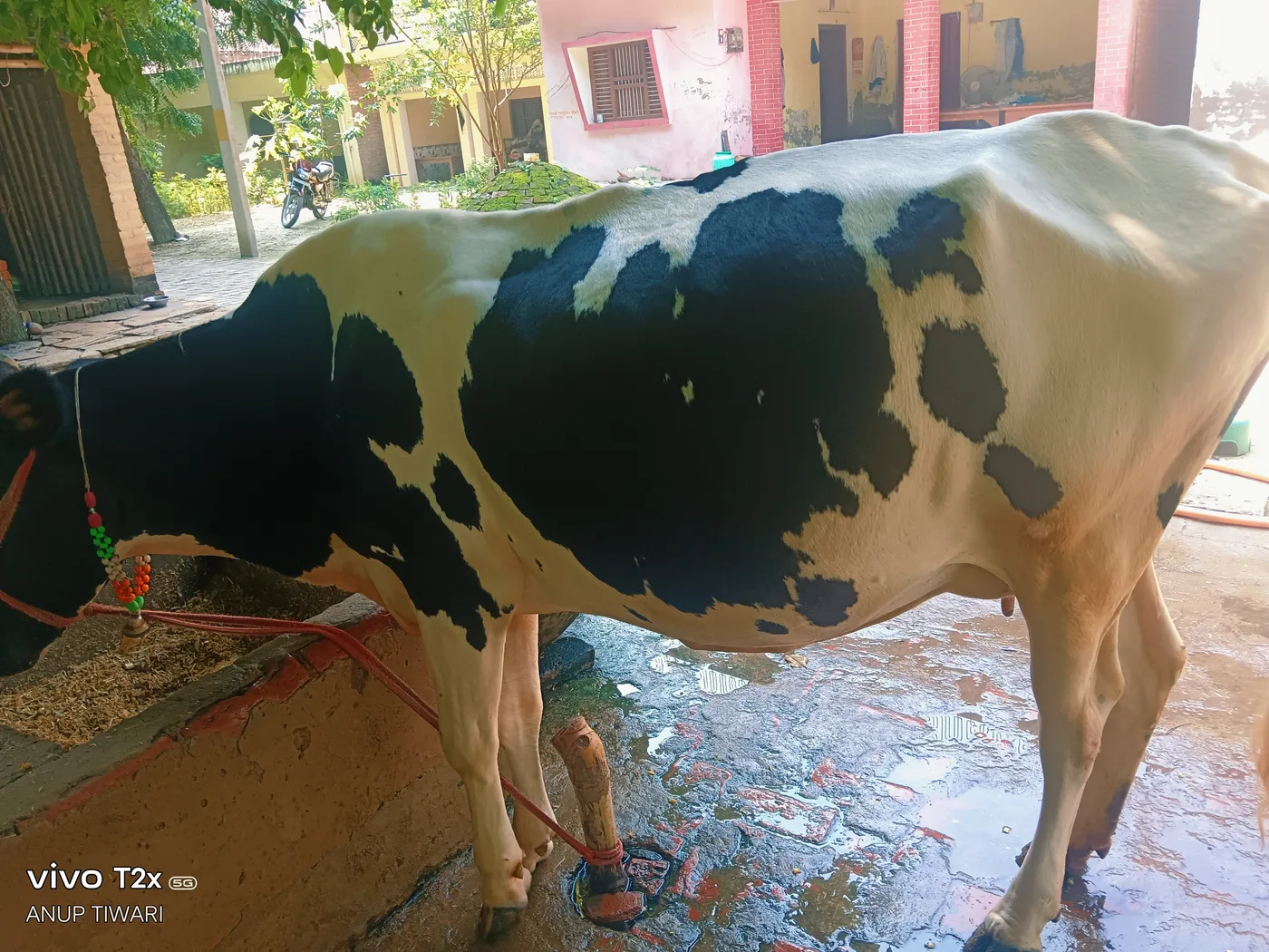 HF Cow H3238 in  UTTAR PRADESH