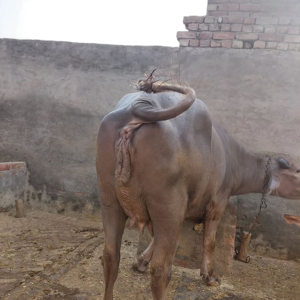 Others Buffalo in  HARYANA