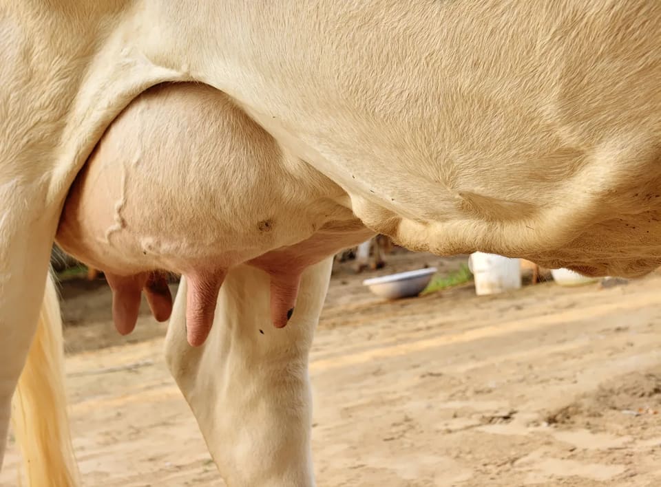 HF Cow H3095 in  RAJASTHAN