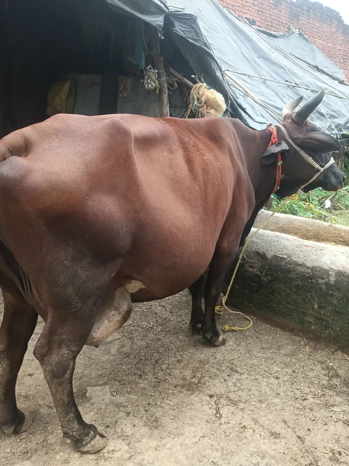 Jersey Cow in  UTTAR PRADESH