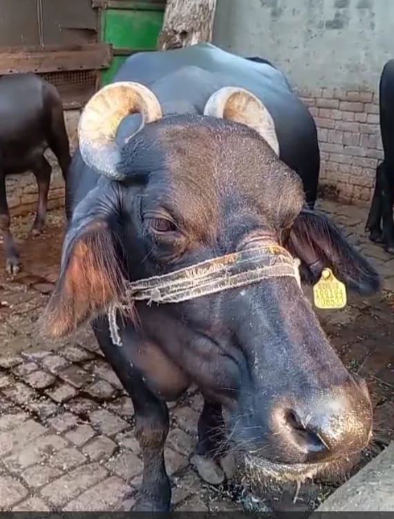 Murrah Buffalo in  PUNJAB