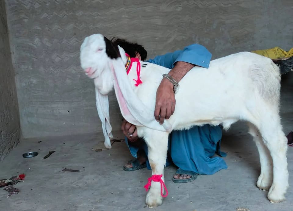 Sojat Goat in      MADHYA PRADESH