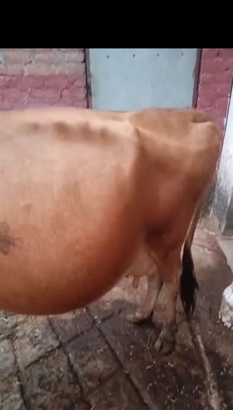 Jersey Cow J1596 in HIMACHAL PRADESH