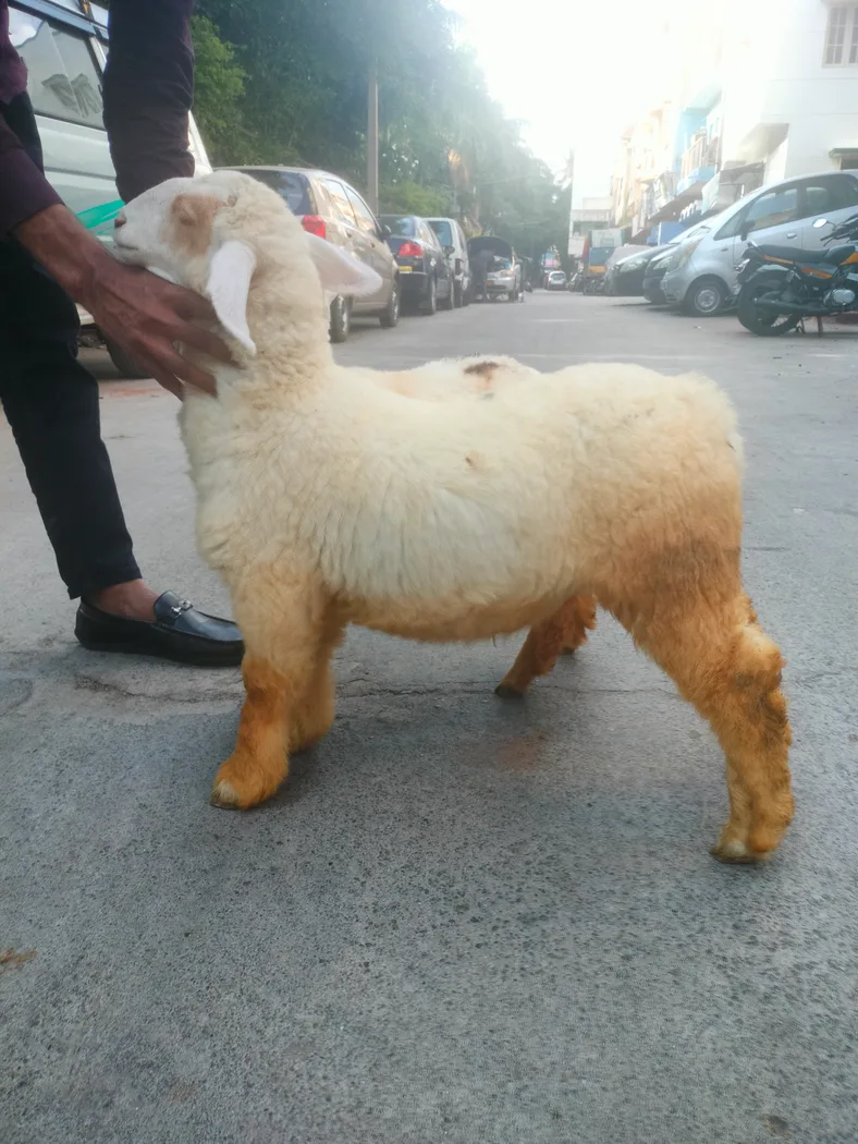 Bannur Sheep B0254 in  KARNATAKA