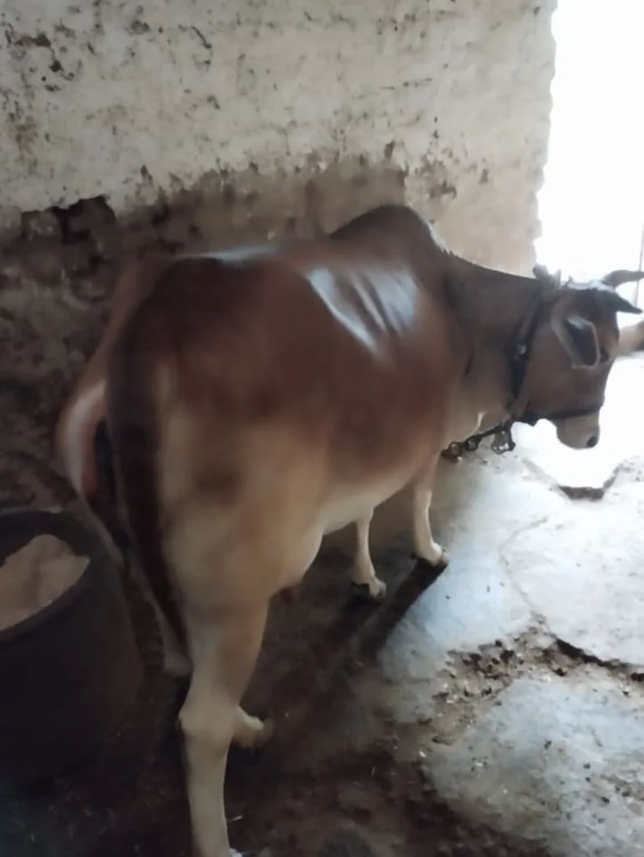 देसी Cow O0523 in  MADHYA PRADESH