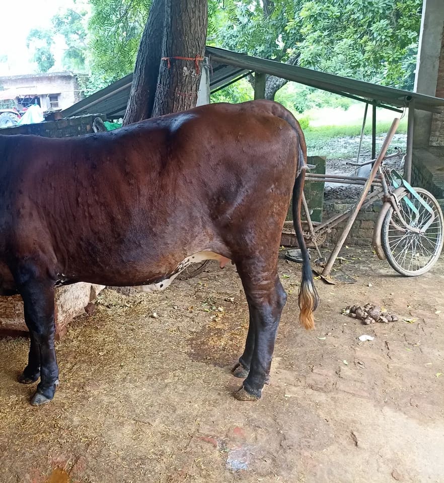 HF Cow in  UTTAR PRADESH