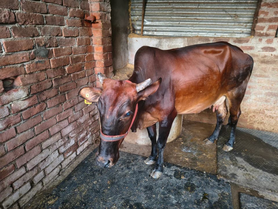 Sahiwal Cow S1975 in UTTAR PRADESH