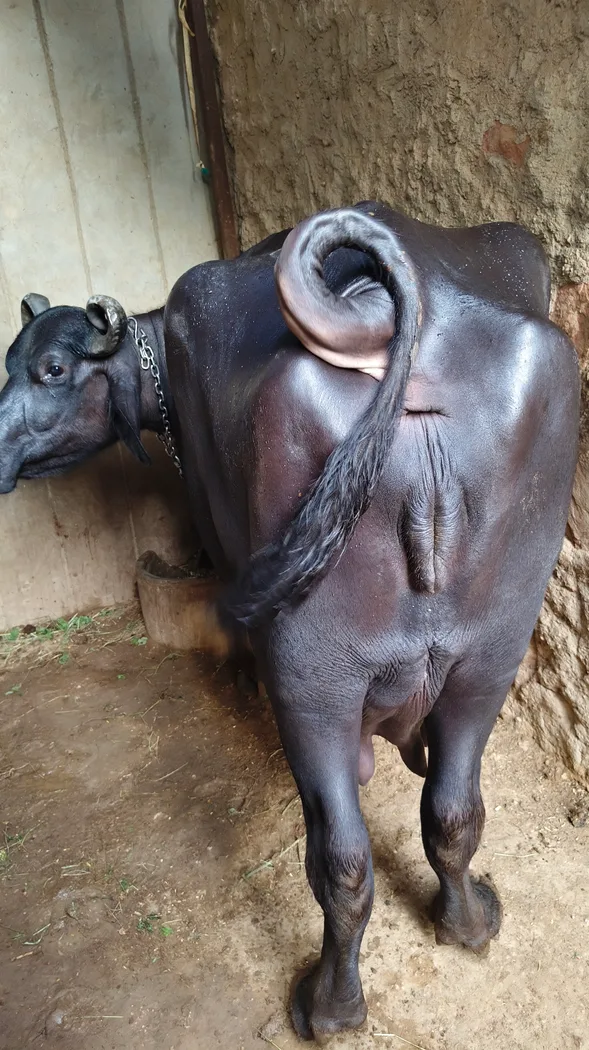 Murrah Buffalo M4954 in  RAJASTHAN