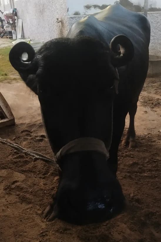 Murrah Buffalo in  RAJASTHAN