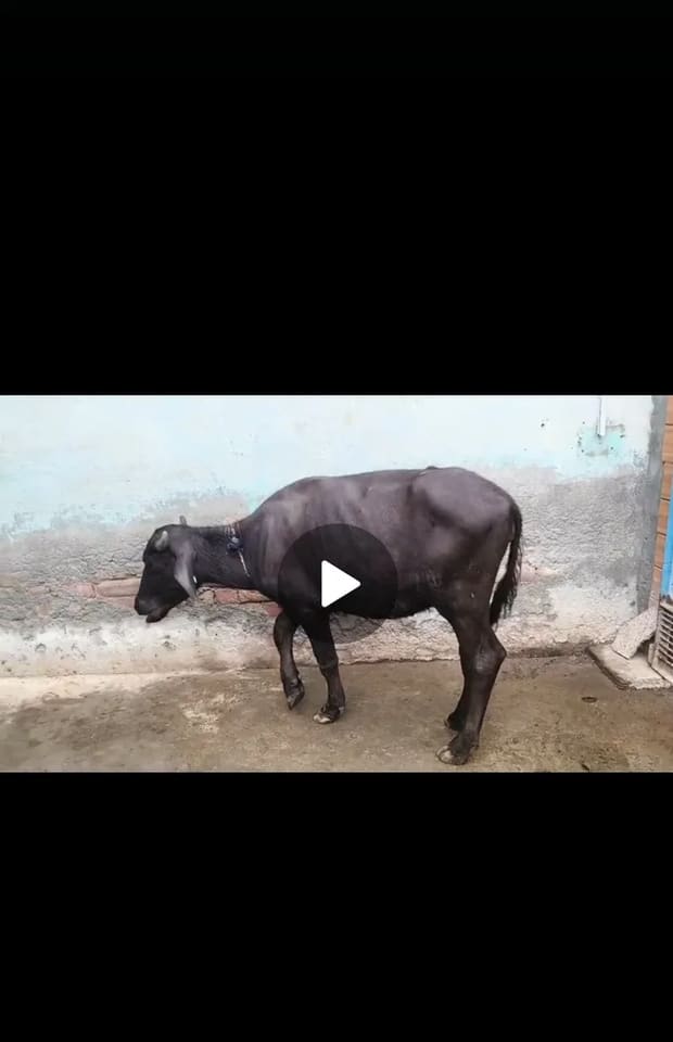Murrah Heifer Buffalo O0531 in  HARYANA