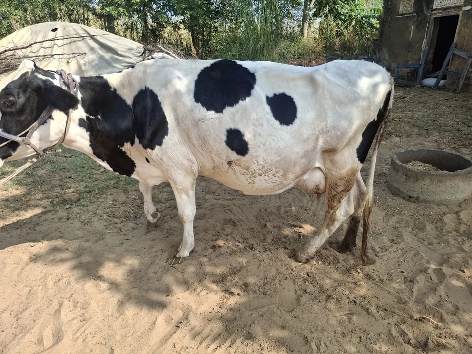 HF Cow H3229 in  RAJASTHAN