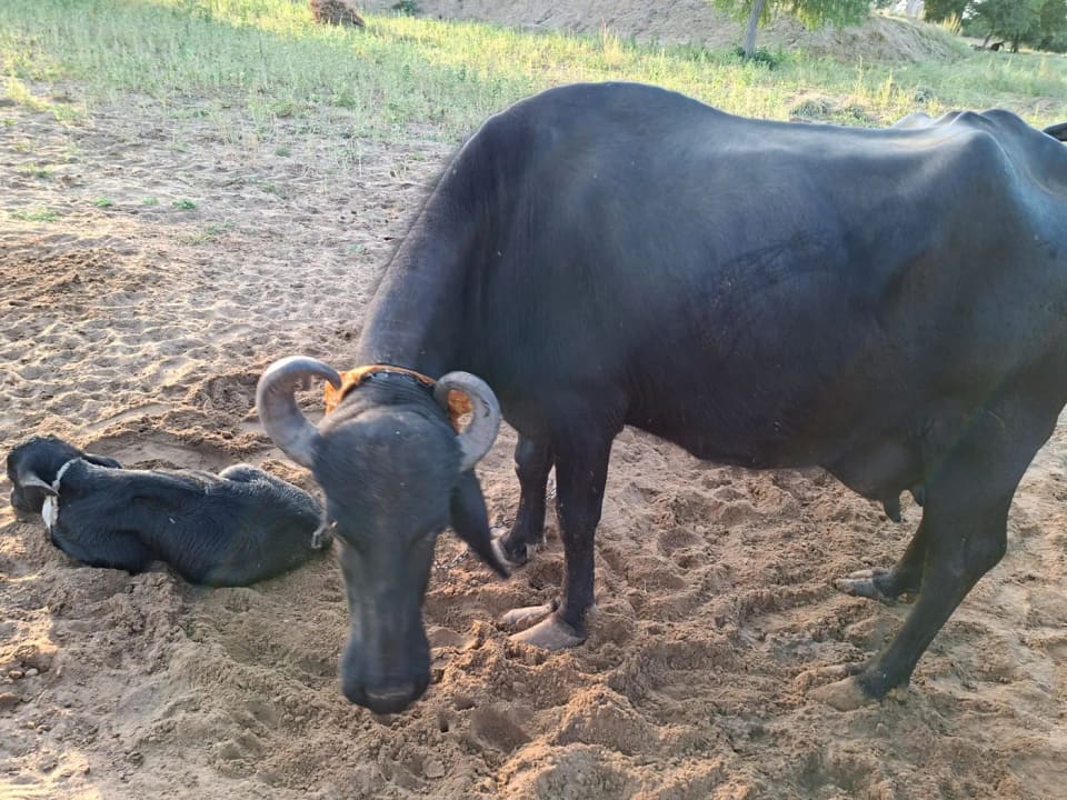 Deshi Buffalo O0766 in  RAJASTHAN