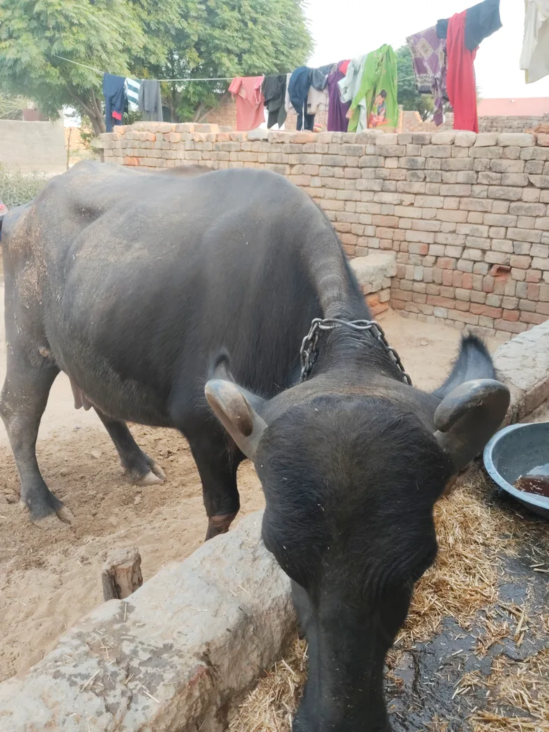 Murrah Buffalo in  RAJASTHAN