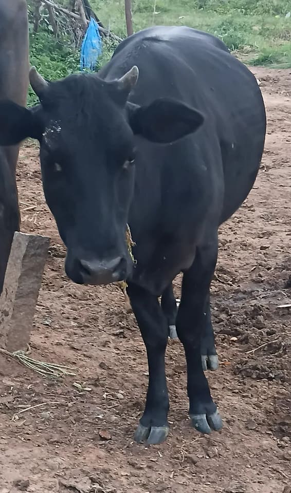 Vechur Cow in  KARNATAKA