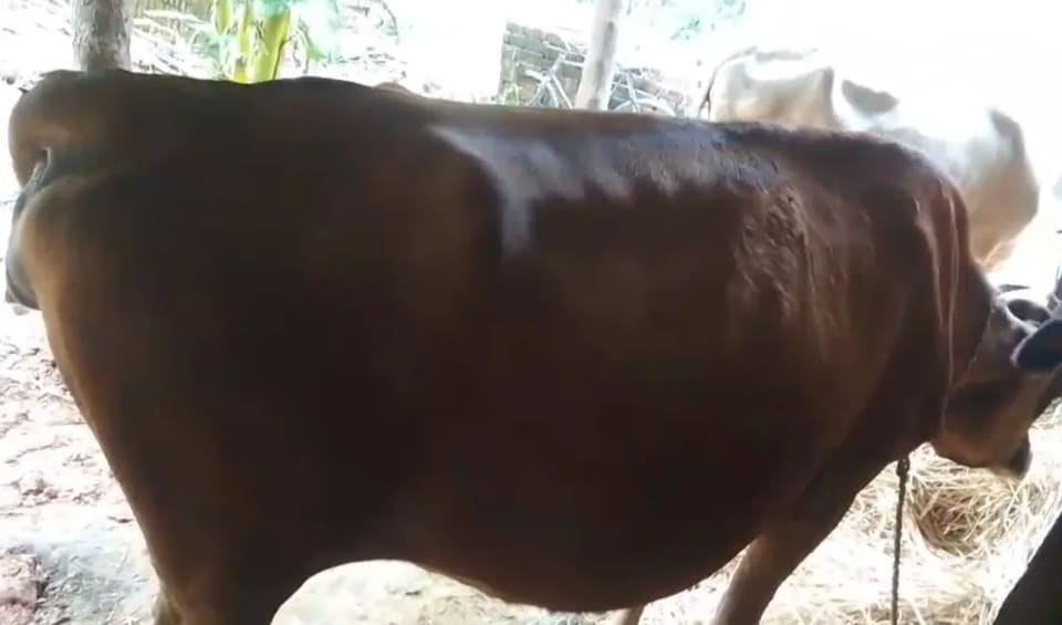 Jersey Cow in  ODISHA