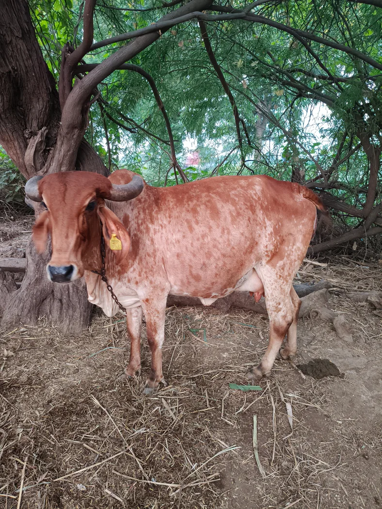 ગાય Cow O0581 in  GUJARAT