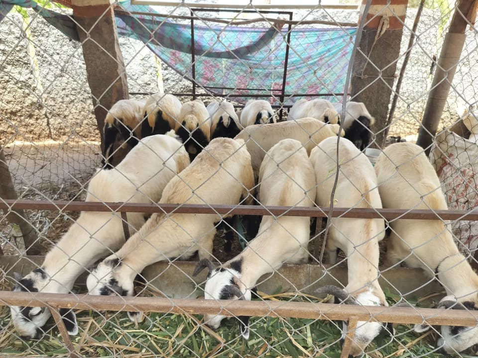 Neelore  Jodipi Sheep in  KARNATAKA