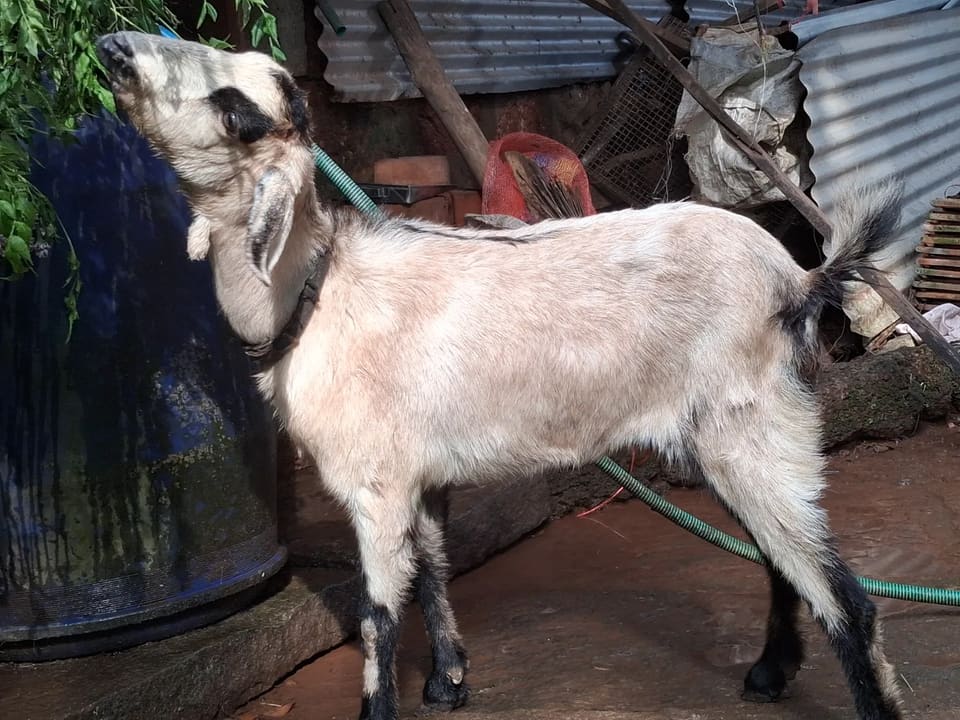 Malabari Goat in  KARNATAKA