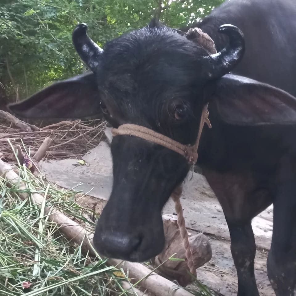 Others Buffalo in  PUNJAB