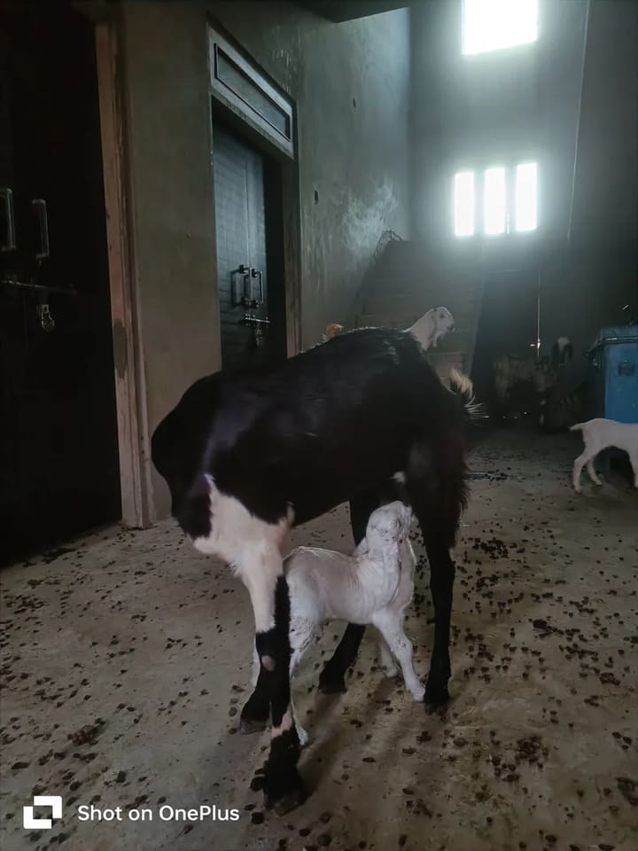 Jakhrana Goat in  RAJASTHAN