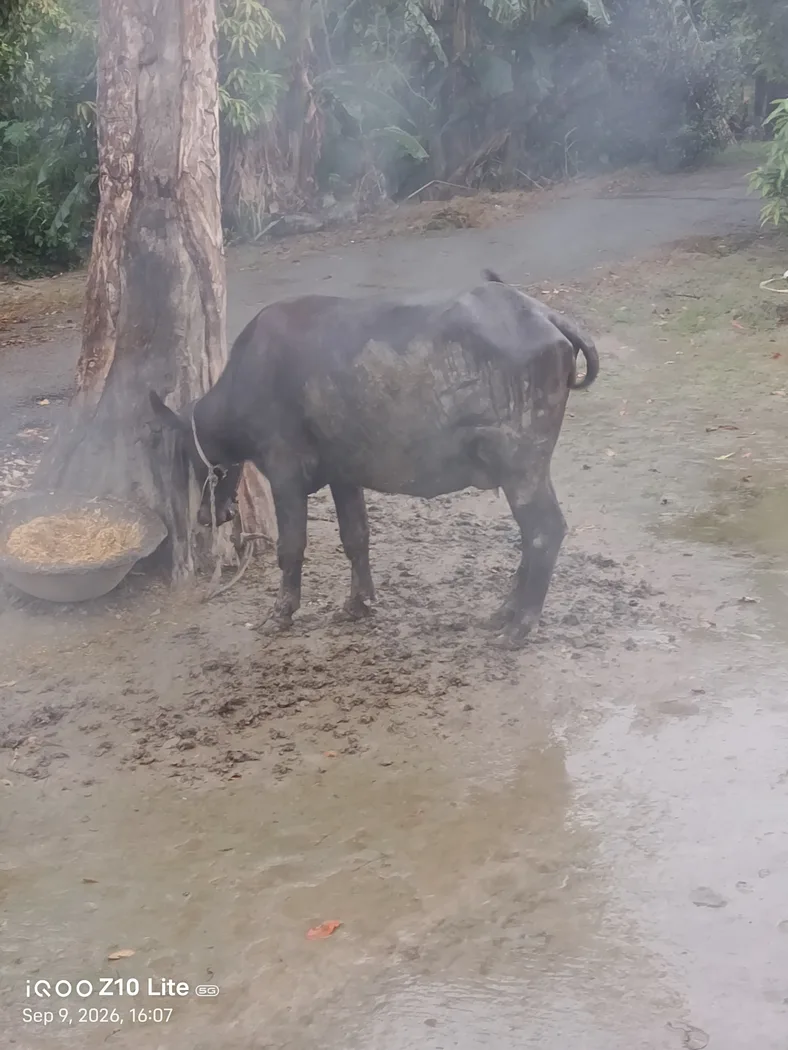 Jafarabadi Heifer Buffalo J0468 in  UTTAR PRADESH