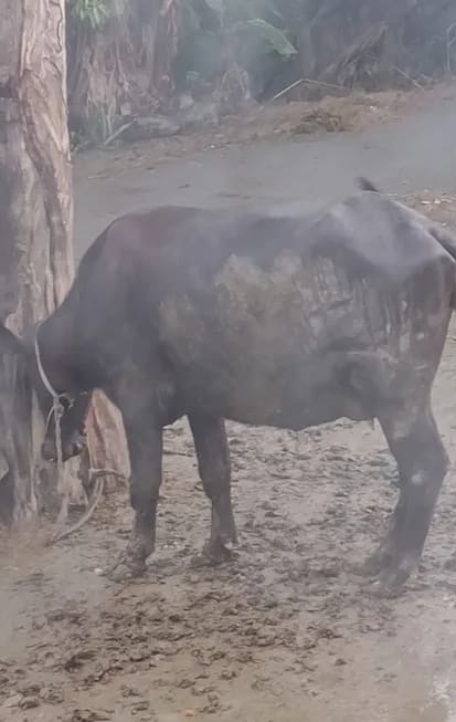 Jafarabadi Buffalo in  UTTAR PRADESH
