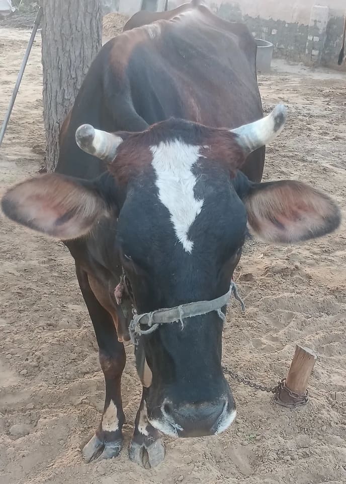 Jersey Cow in  RAJASTHAN