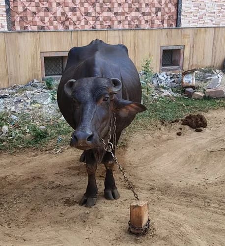 Murrah Buffalo in  RAJASTHAN